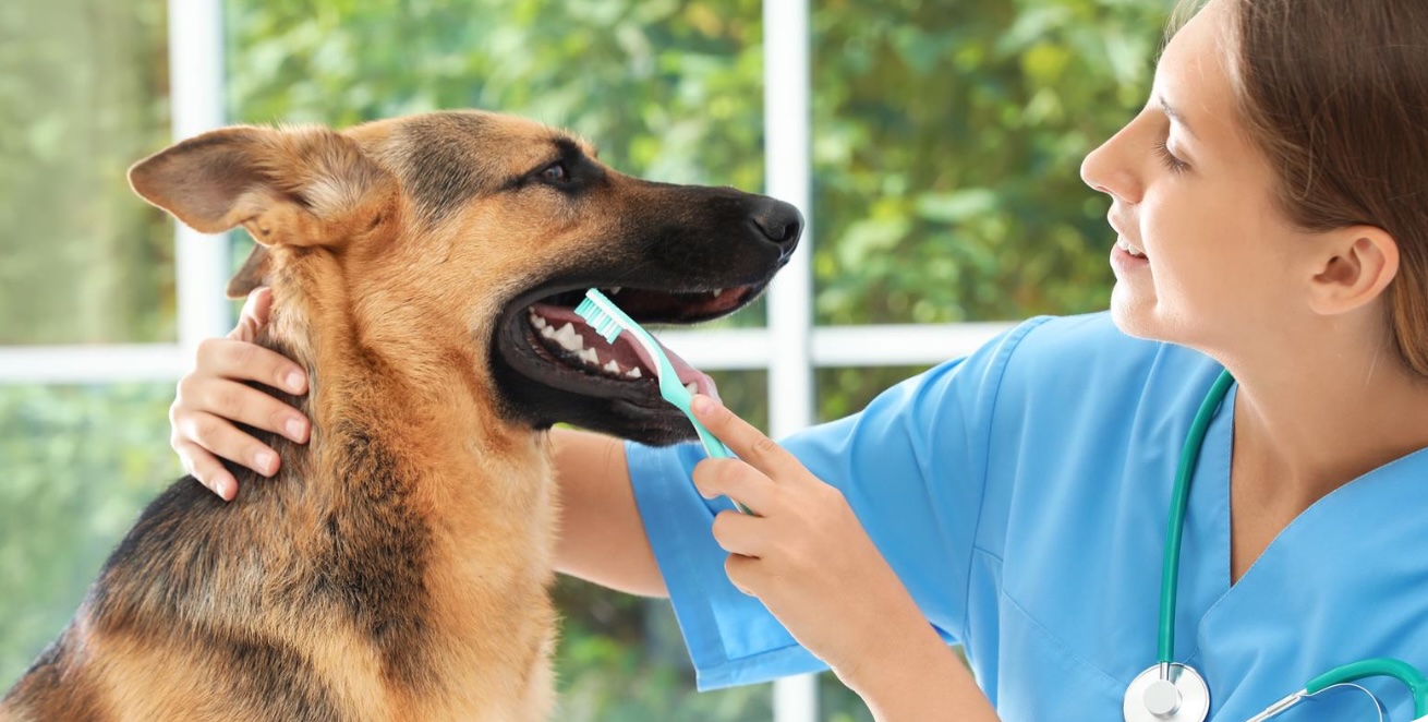 Veterinary professional caring for a dog