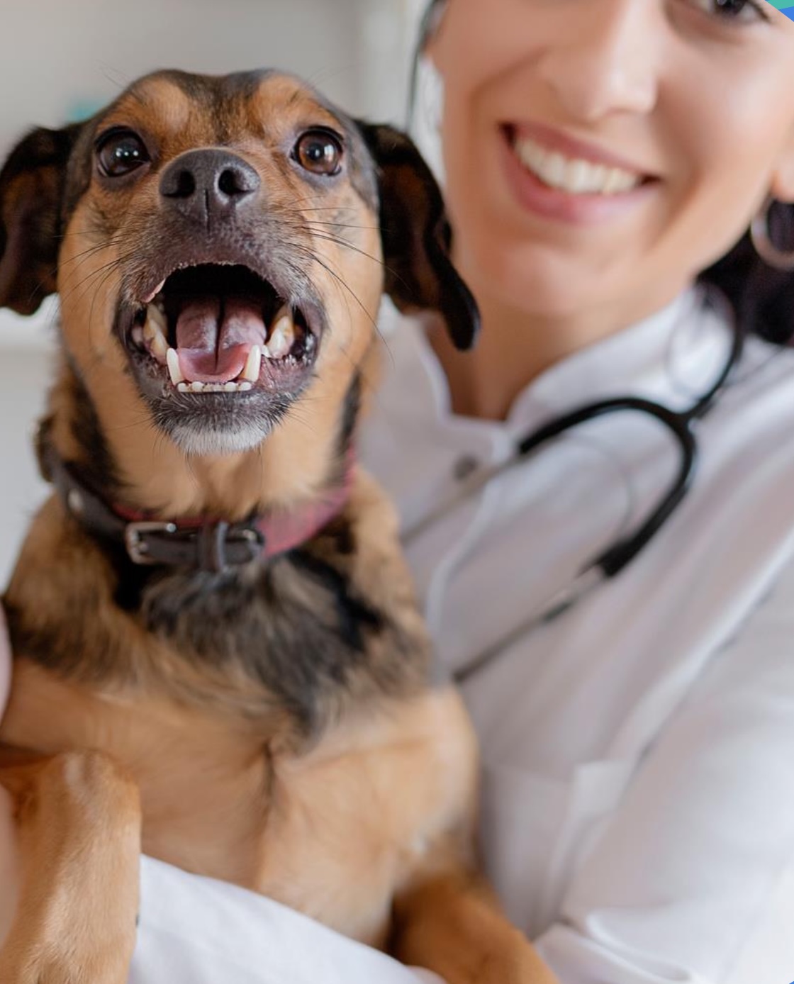 Happy pet with veterinarian