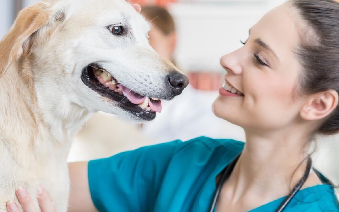 Veterinarian with dog